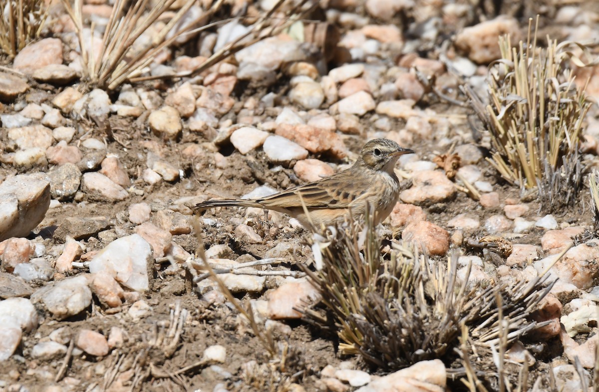 Nicholson's Pipit - ML74209341