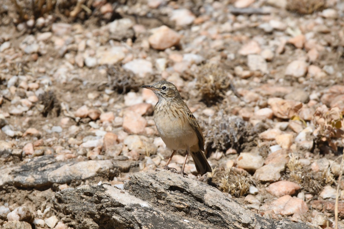 Nicholson's Pipit - ML74209351