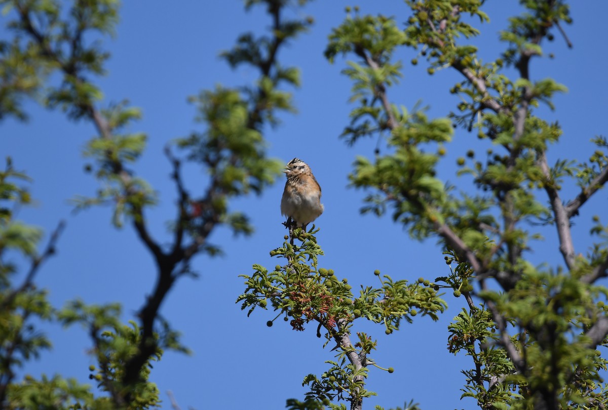 Eastern Paradise-Whydah - ML74209411