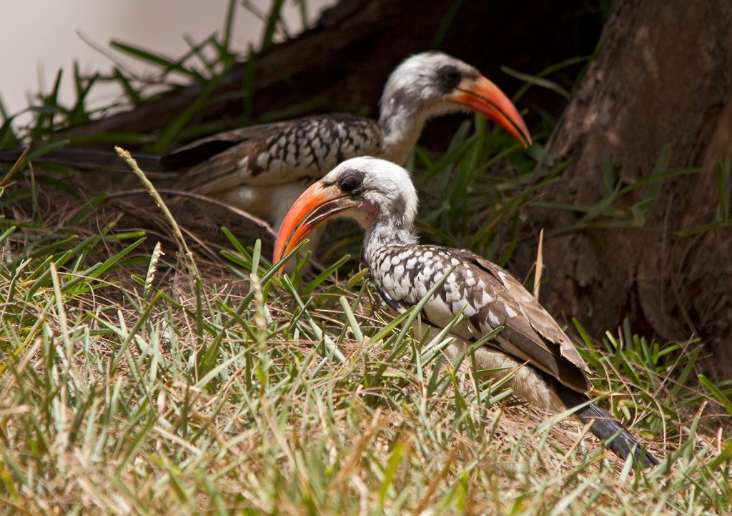 Western Red-billed Hornbill - ML74209451