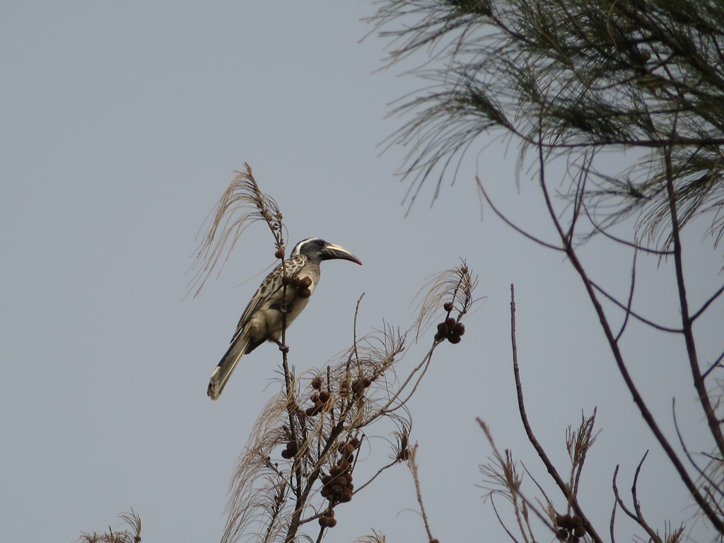 African Gray Hornbill - Piet Grasmaijer