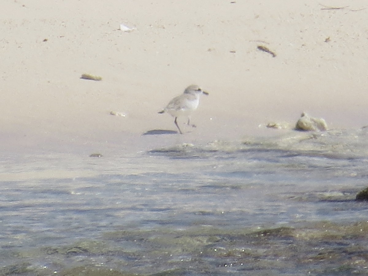 Snowy Plover - ML74210161