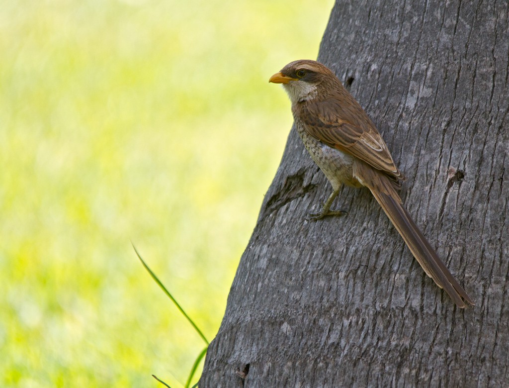 Yellow-billed Shrike - Piet Grasmaijer