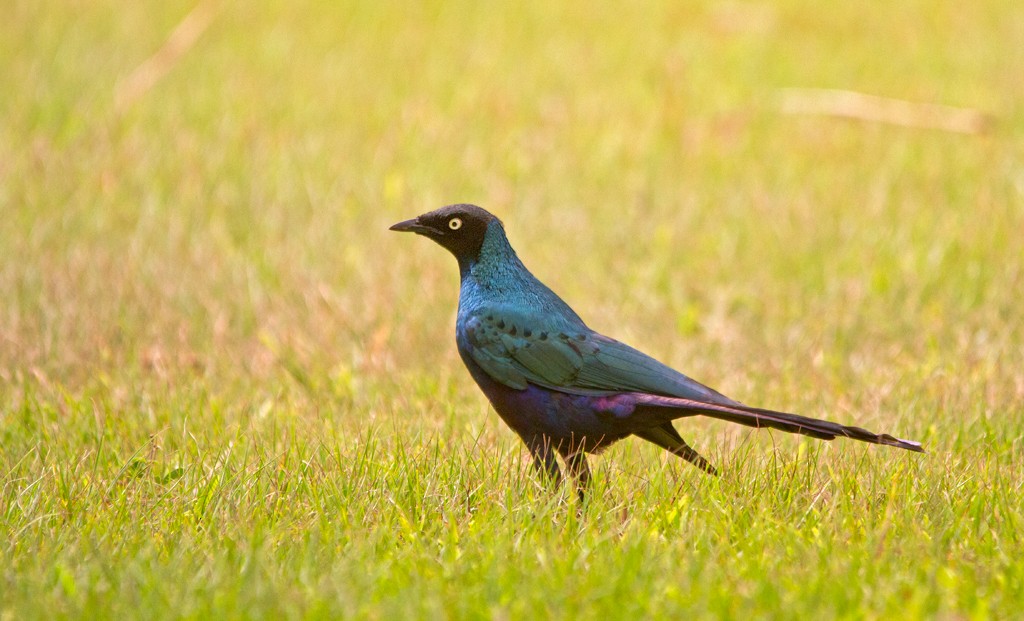 Long-tailed Glossy Starling - Piet Grasmaijer