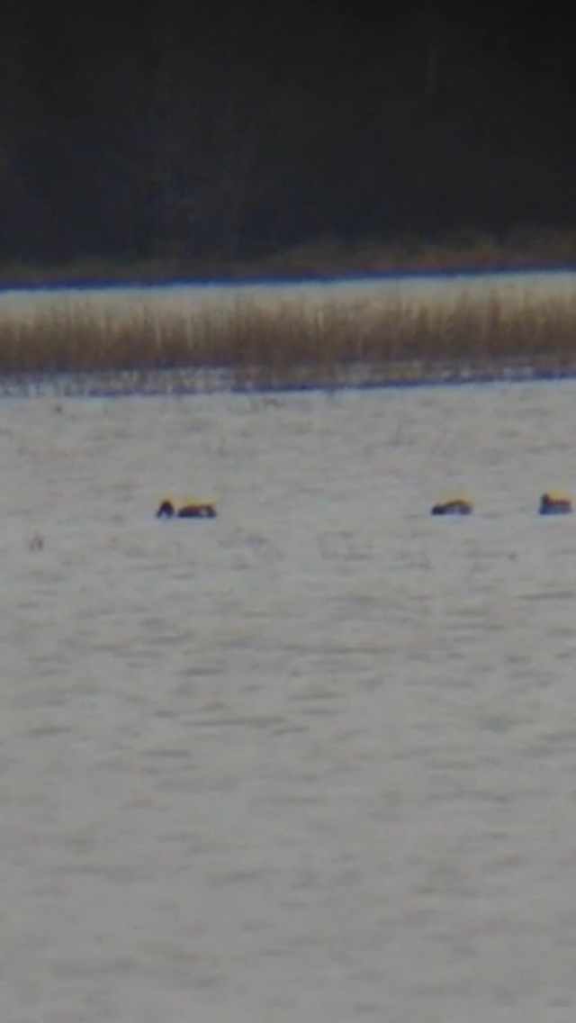 Northern Shoveler - ML74211401