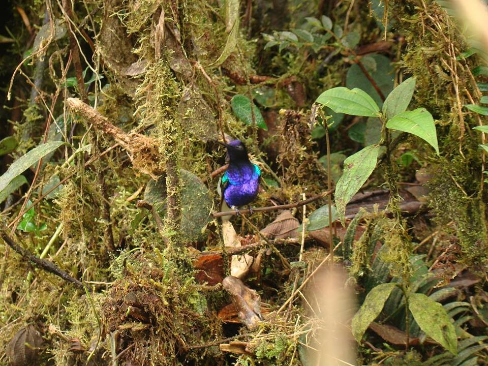 kolibřík hyacintový - ML74211501