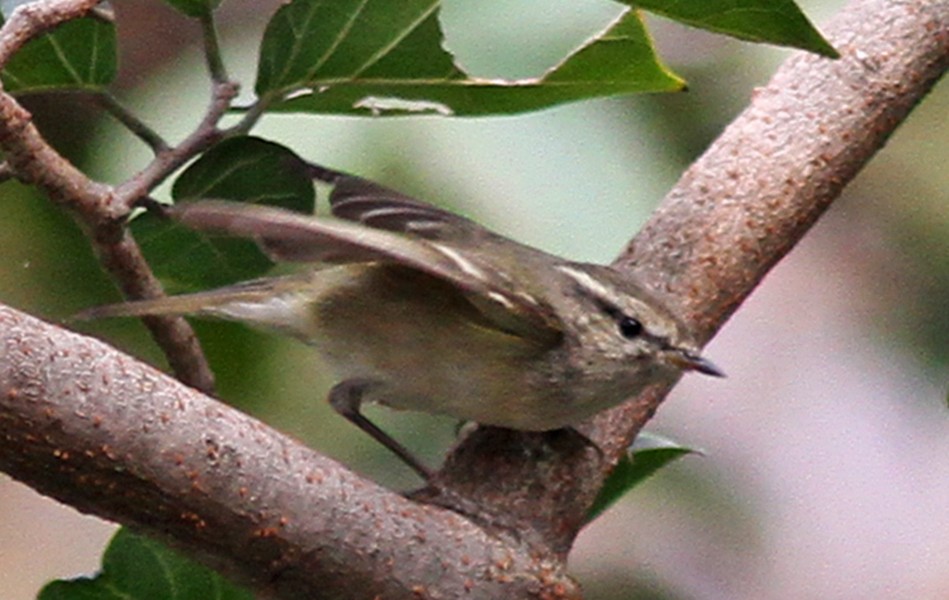 Hume's Warbler - PANKAJ GUPTA