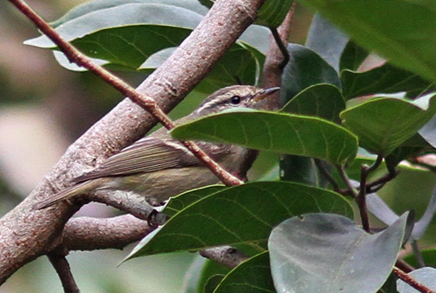 Hume's Warbler - ML74212611