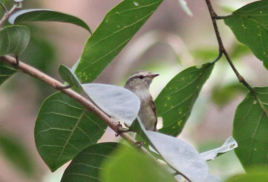 Hume's Warbler - ML74212631