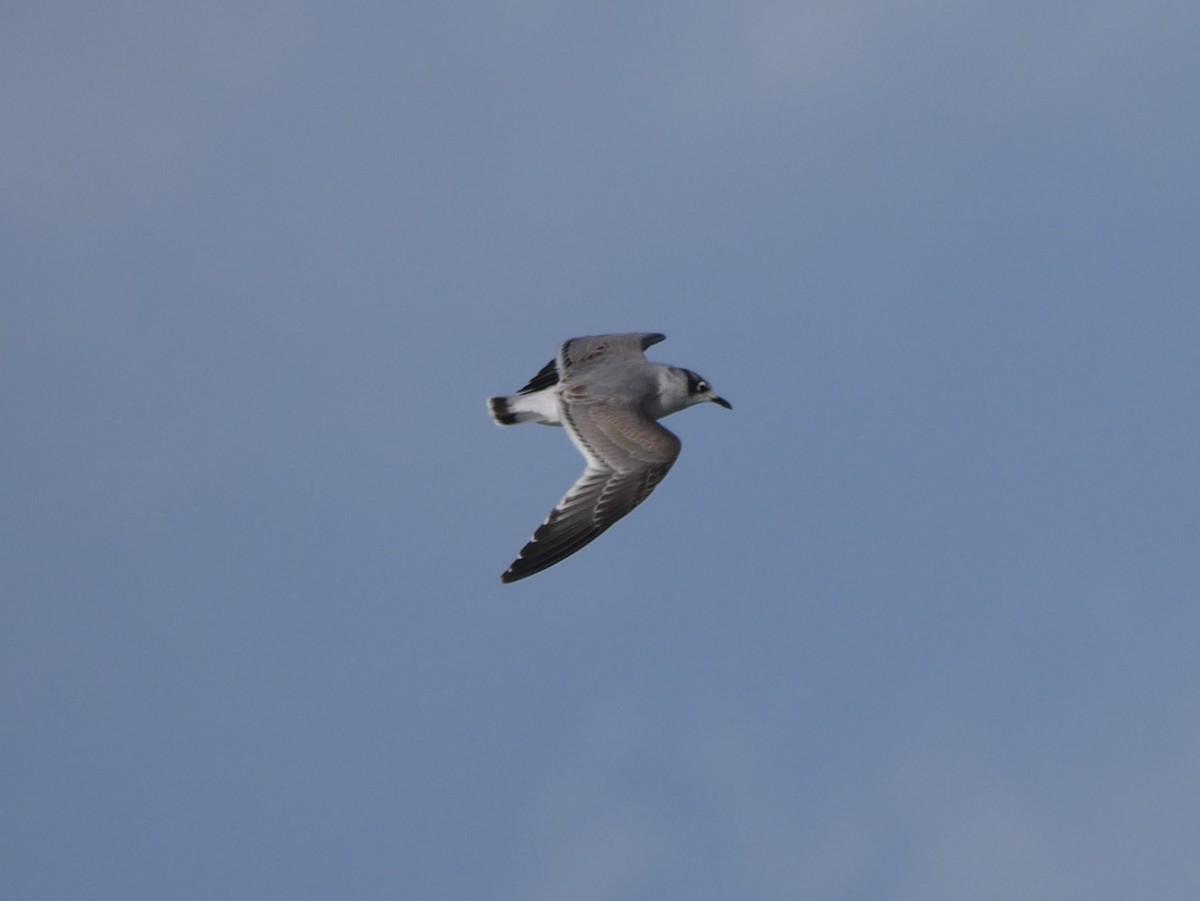 Franklin's Gull - ML74213181