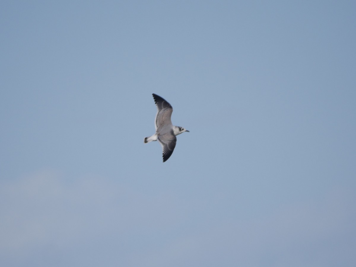 Franklin's Gull - ML74213191