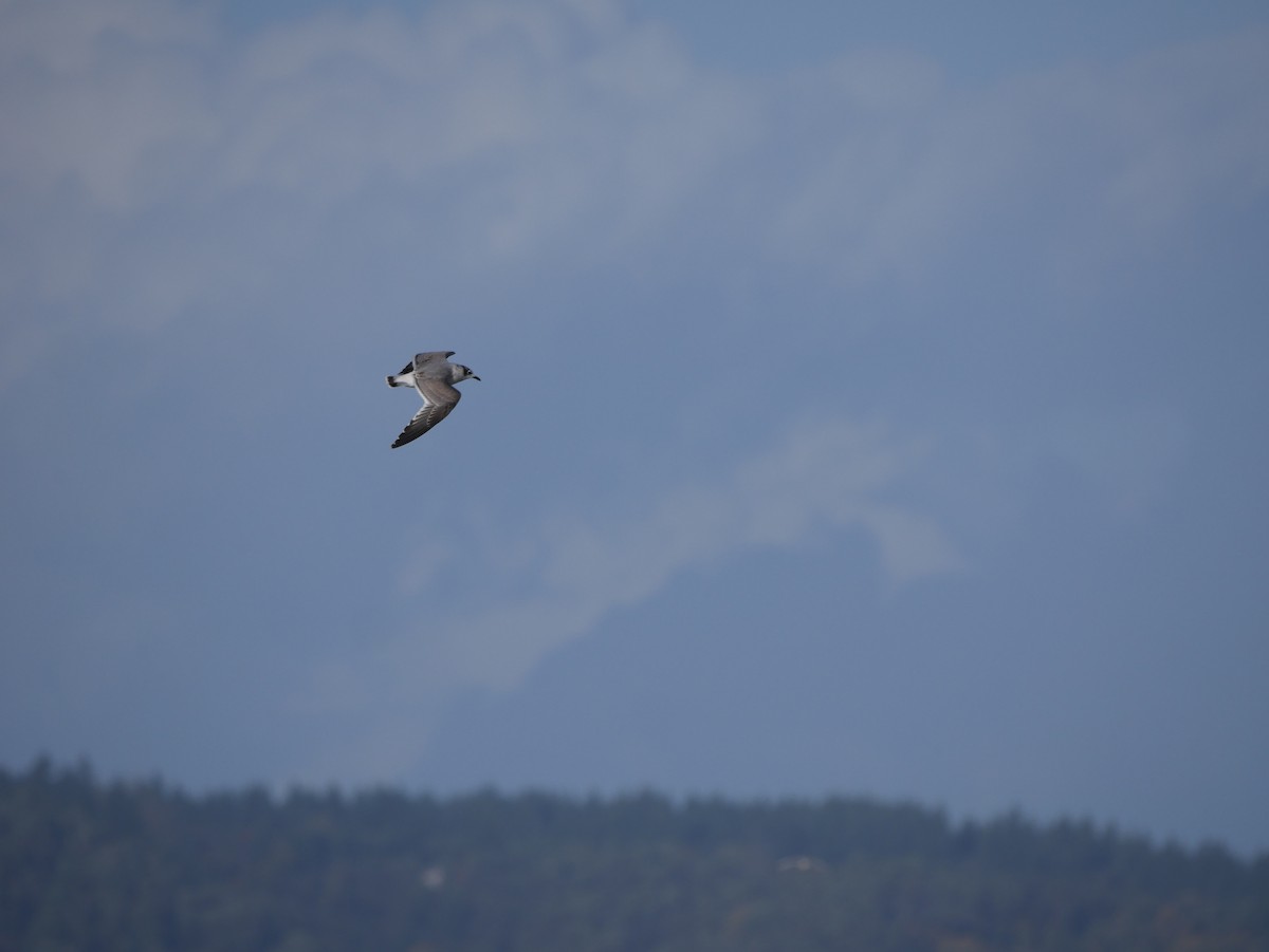 Franklin's Gull - ML74213201