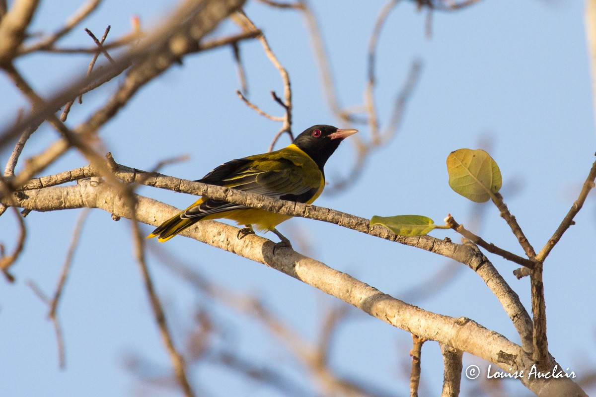 African Black-headed Oriole - Louise Auclair