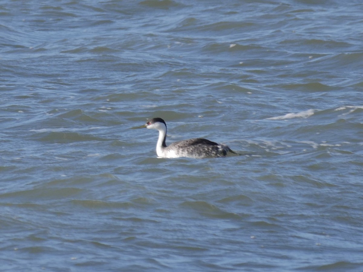 Western Grebe - Jen Walsh Fisher