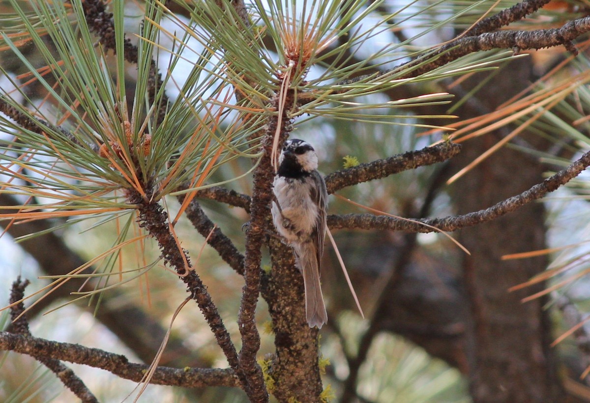 Mountain Chickadee