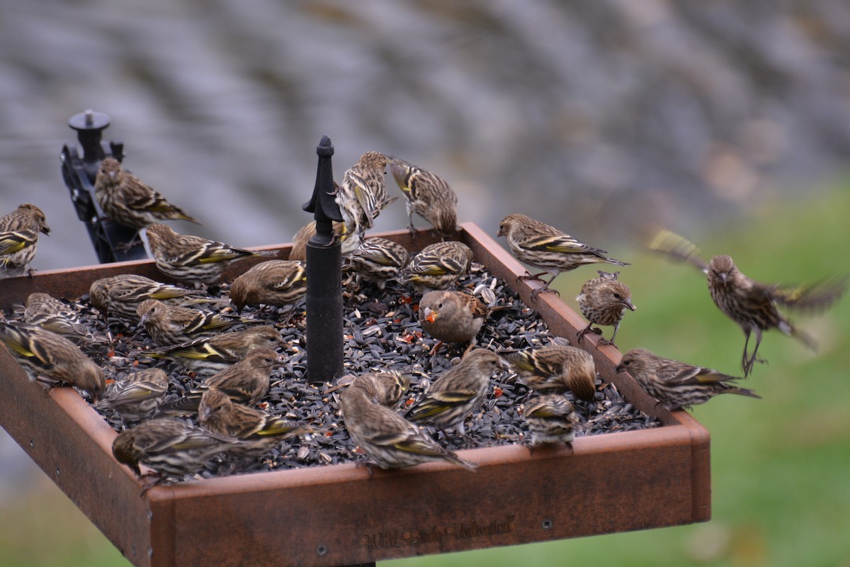 Pine Siskin - ML74216781