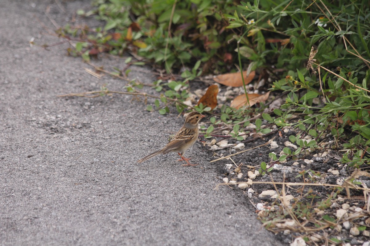 Clay-colored Sparrow - ML74218021