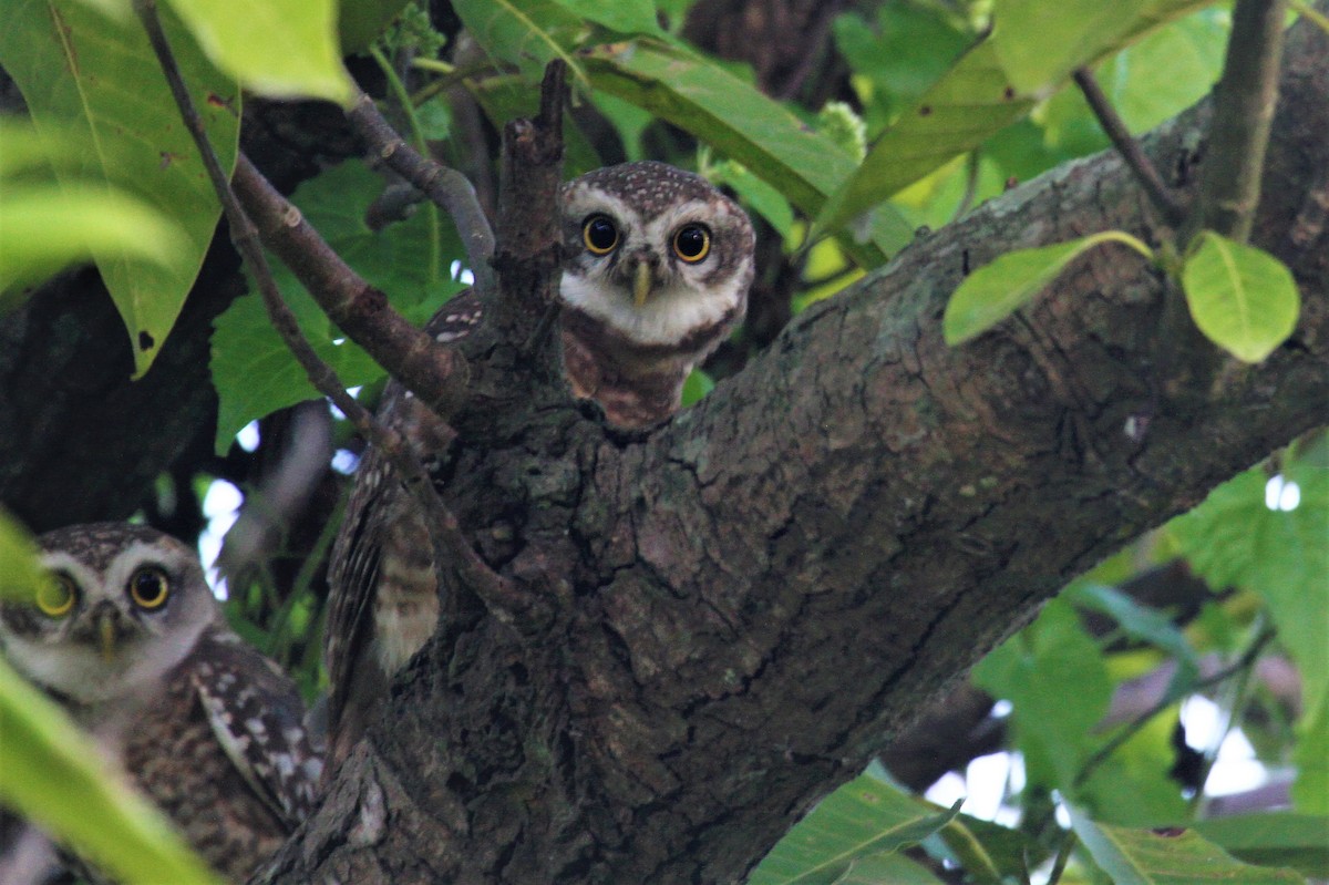 Spotted Owlet - Elena Kreuzberg