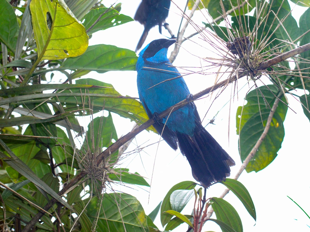 Turquoise Jay - Kristof Zyskowski