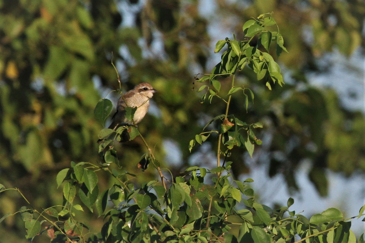 Brown Shrike - Elena Kreuzberg