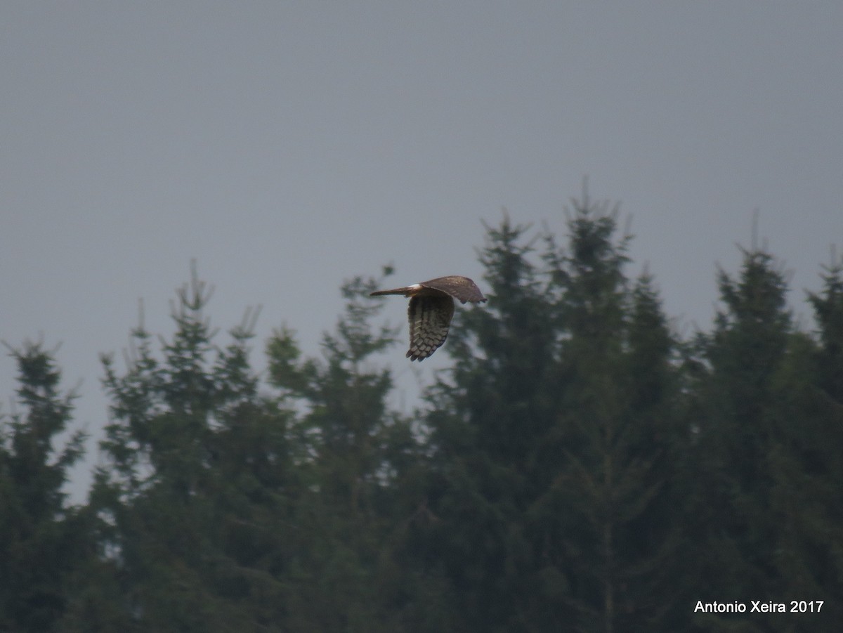 Hen Harrier - ML74221991