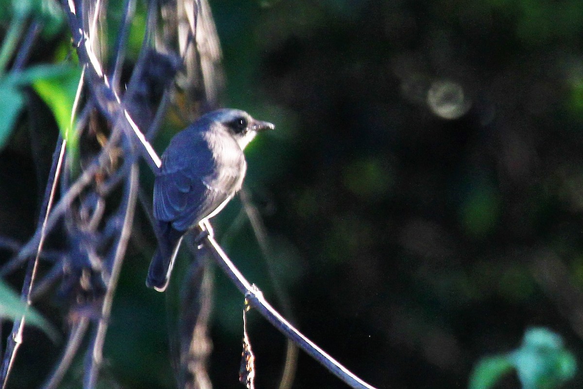 Large Woodshrike - ML74222061