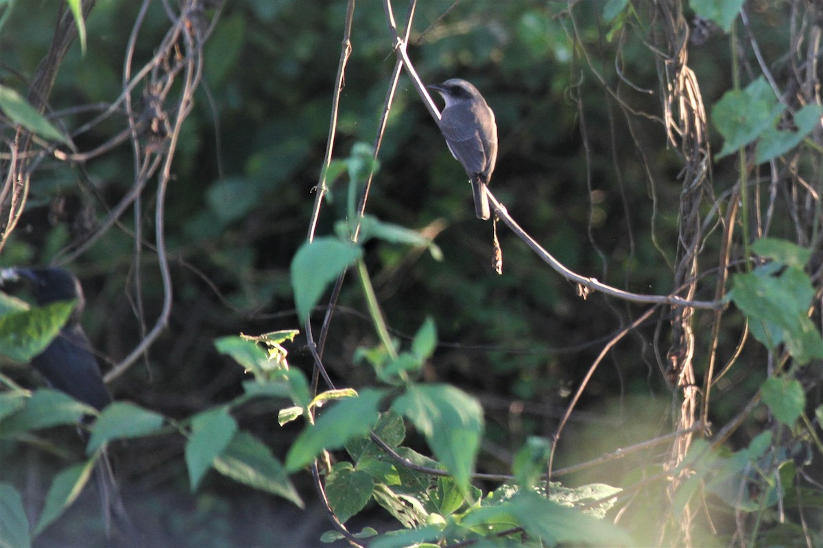 Large Woodshrike - ML74222081