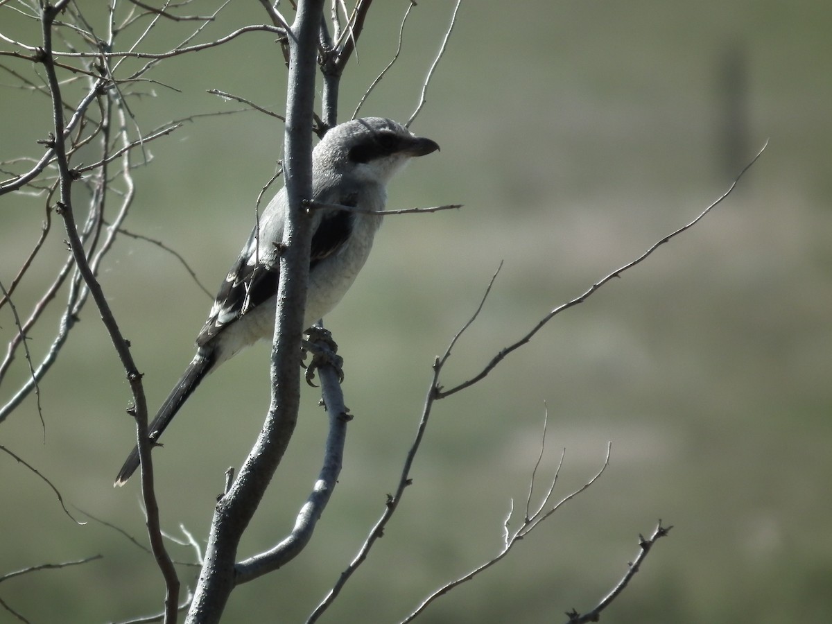 Loggerhead Shrike - ML74222801