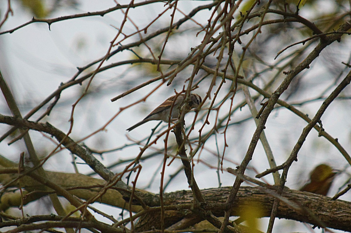 Chipping Sparrow - ML74223241