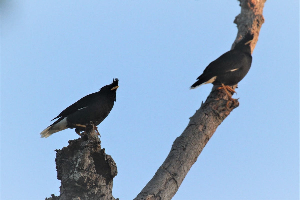 Jungle Myna - Elena Kreuzberg