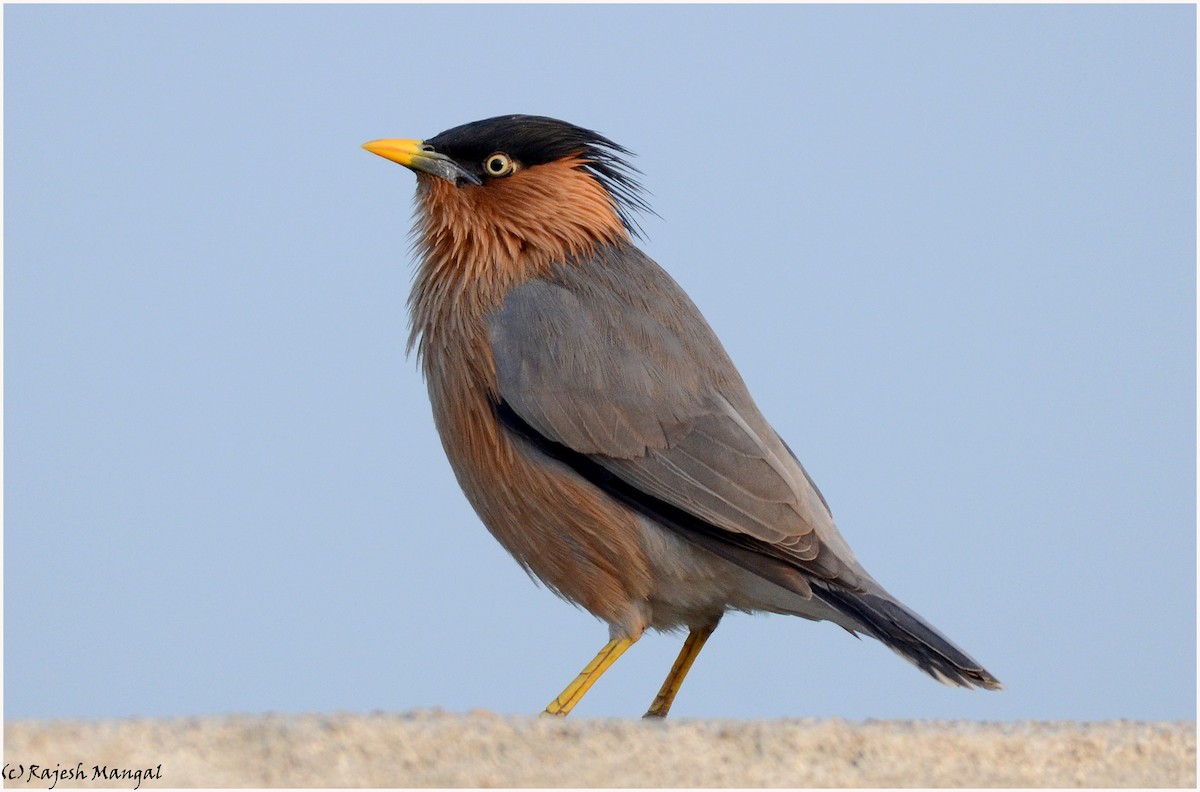 Brahminy Starling - Rajesh Mangal