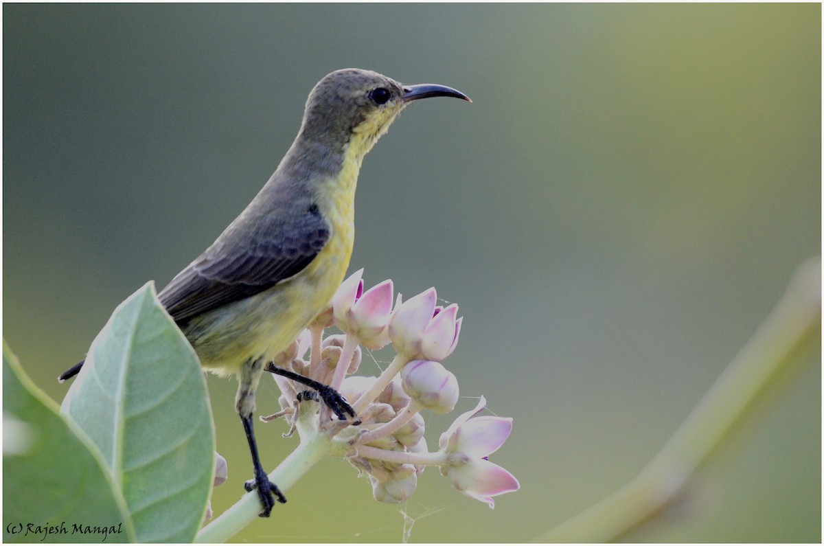 Purple Sunbird - Rajesh Mangal