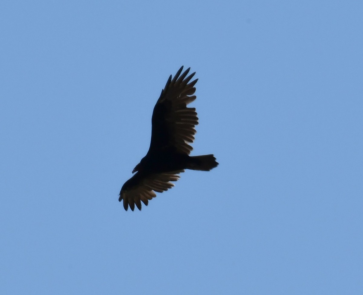 Turkey Vulture - ML74225251