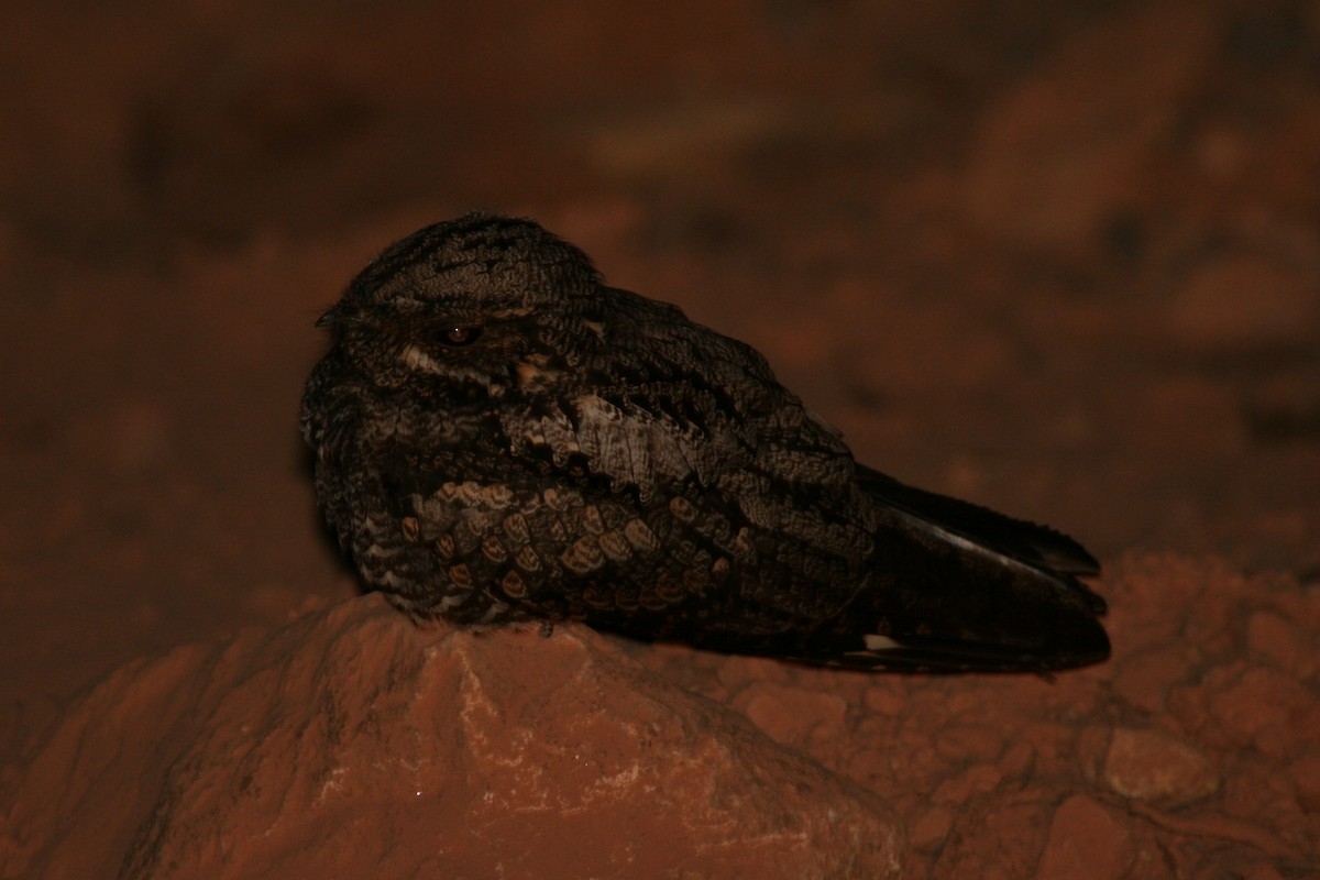 Gray Nightjar - ML74227601