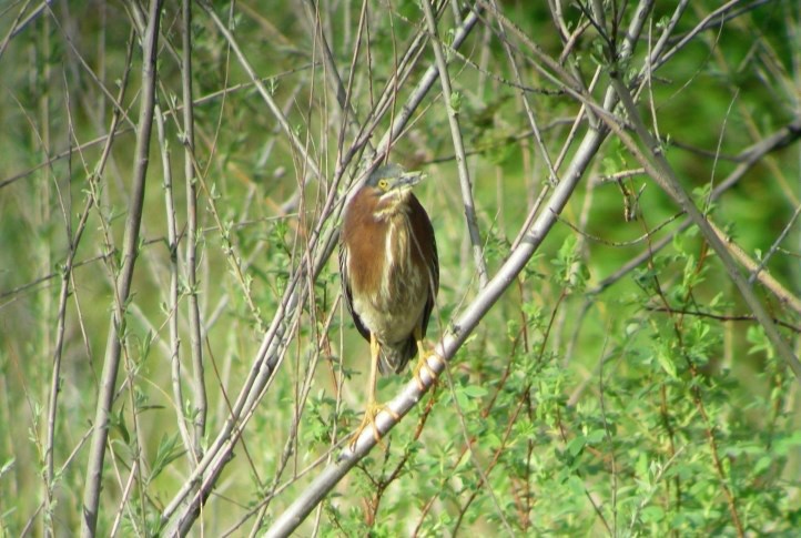 Green Heron - ML74227771