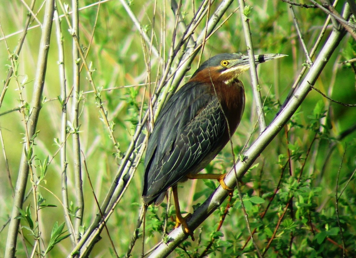 Green Heron - ML74227791