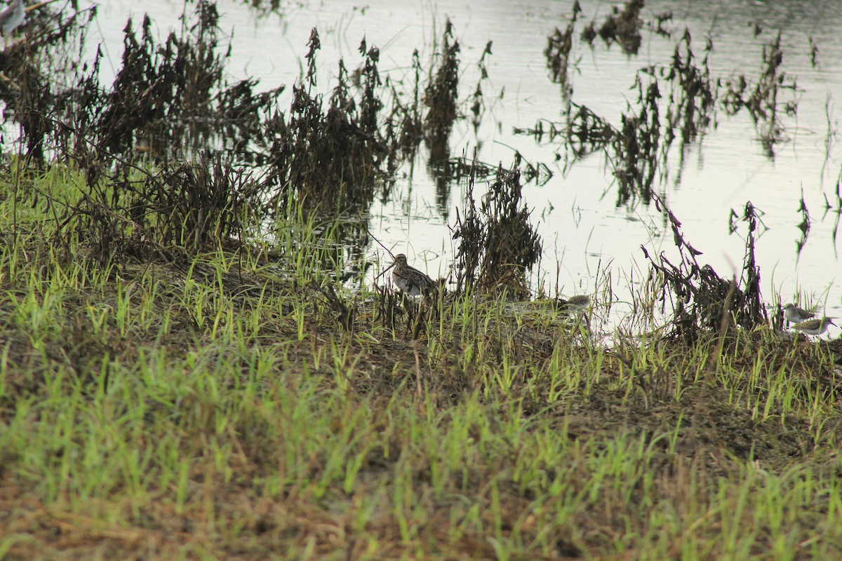 Wilson's Snipe - ML74228441