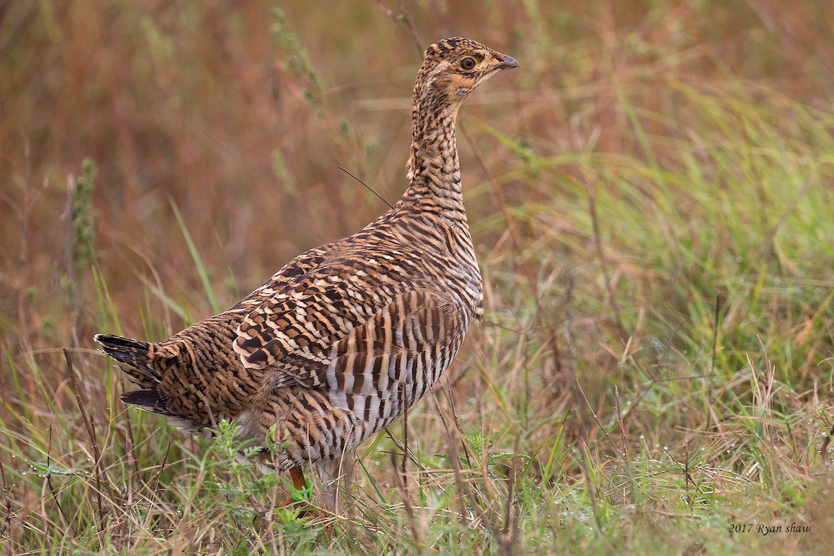 Greater Prairie-Chicken (Attwater's) - ML74228841