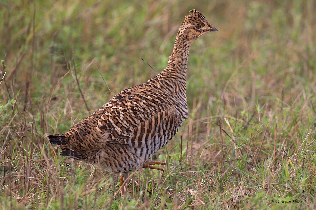 Greater Prairie-Chicken (Attwater's) - ML74228861