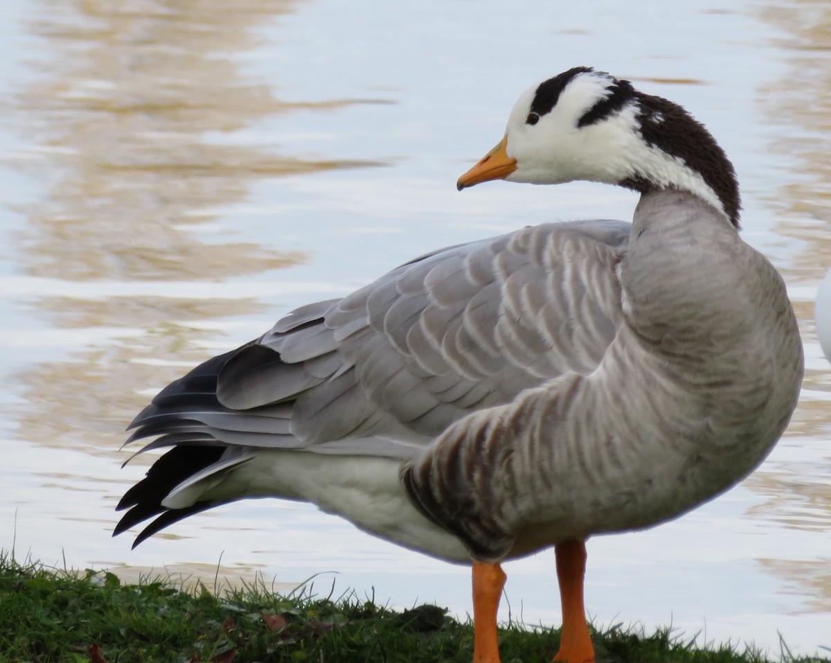 Bar-headed Goose - ML74229581