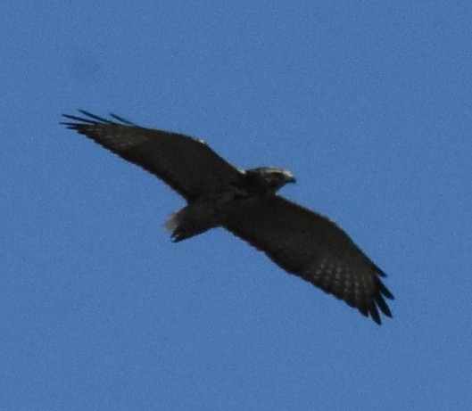 Breitflügelbussard - ML74231301