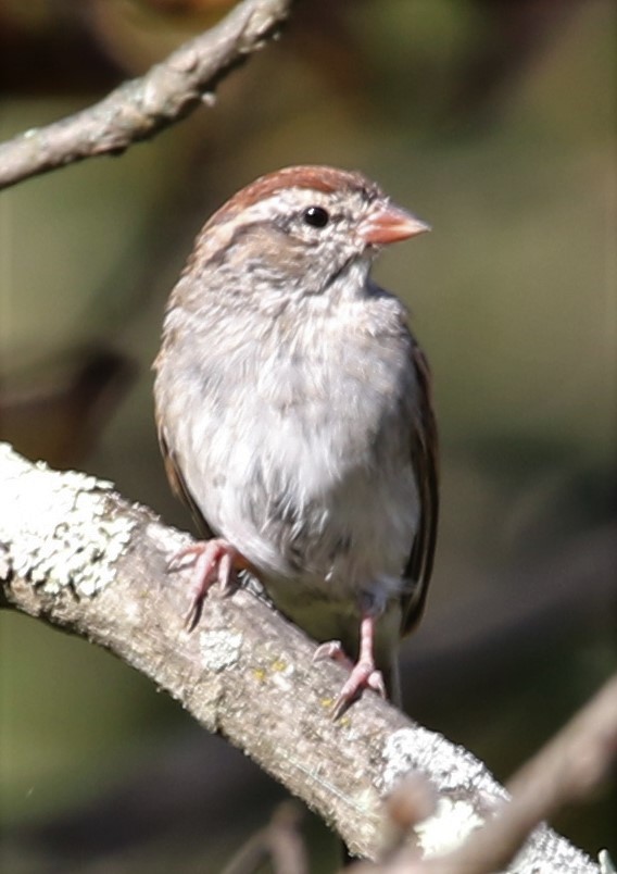 Chipping Sparrow - ML74233051
