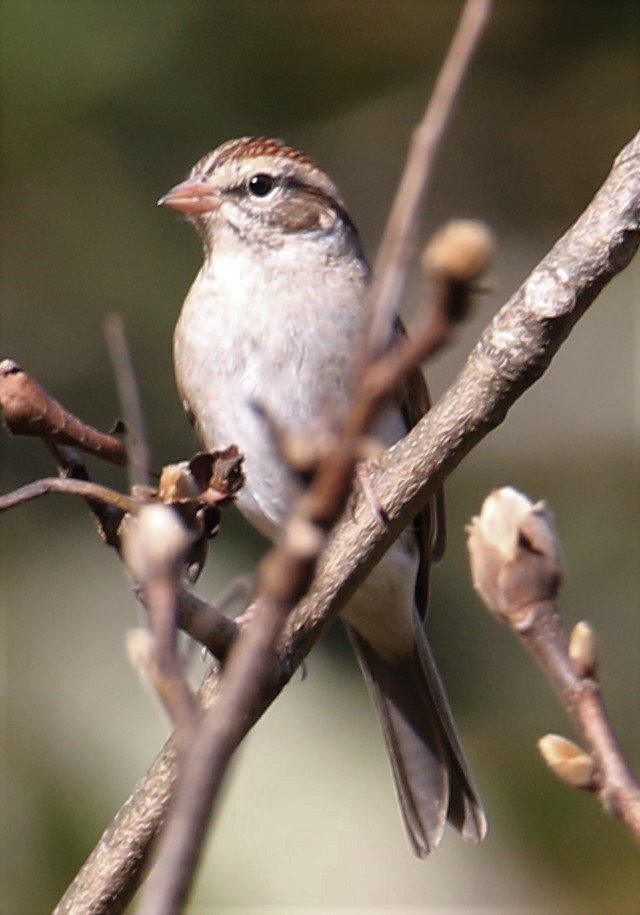 Chipping Sparrow - ML74233101