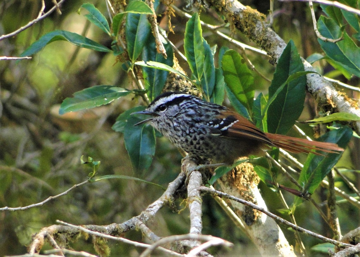 Rufous-tailed Antbird - Carlos Otávio Gussoni