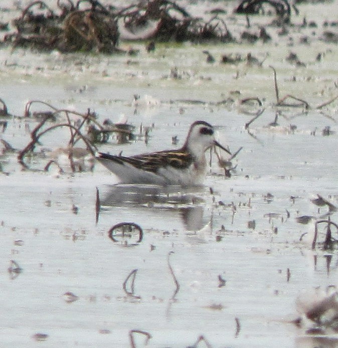 Red-necked Phalarope - ML74233341