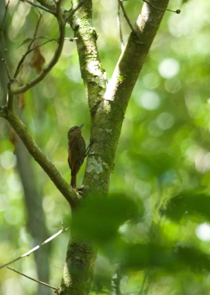 Wedge-billed Woodcreeper - ML74234311