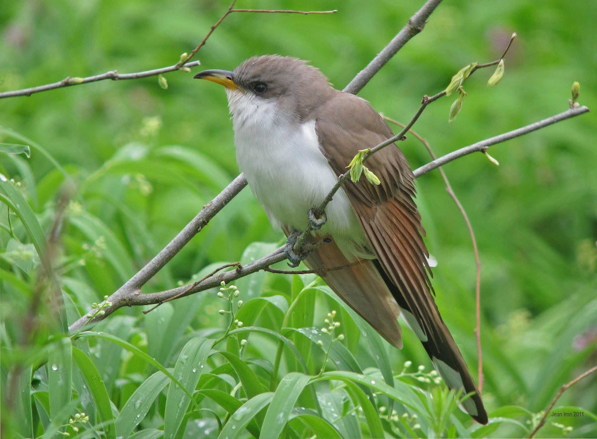 Yellow-billed Cuckoo - ML74235441