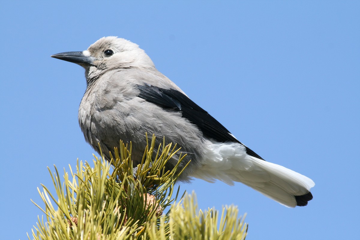 Clark's Nutcracker - ML74236011