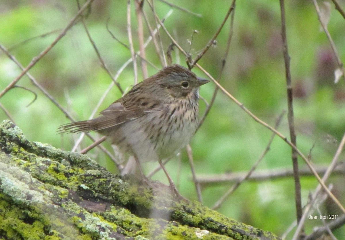 Lincoln's Sparrow - ML74236271