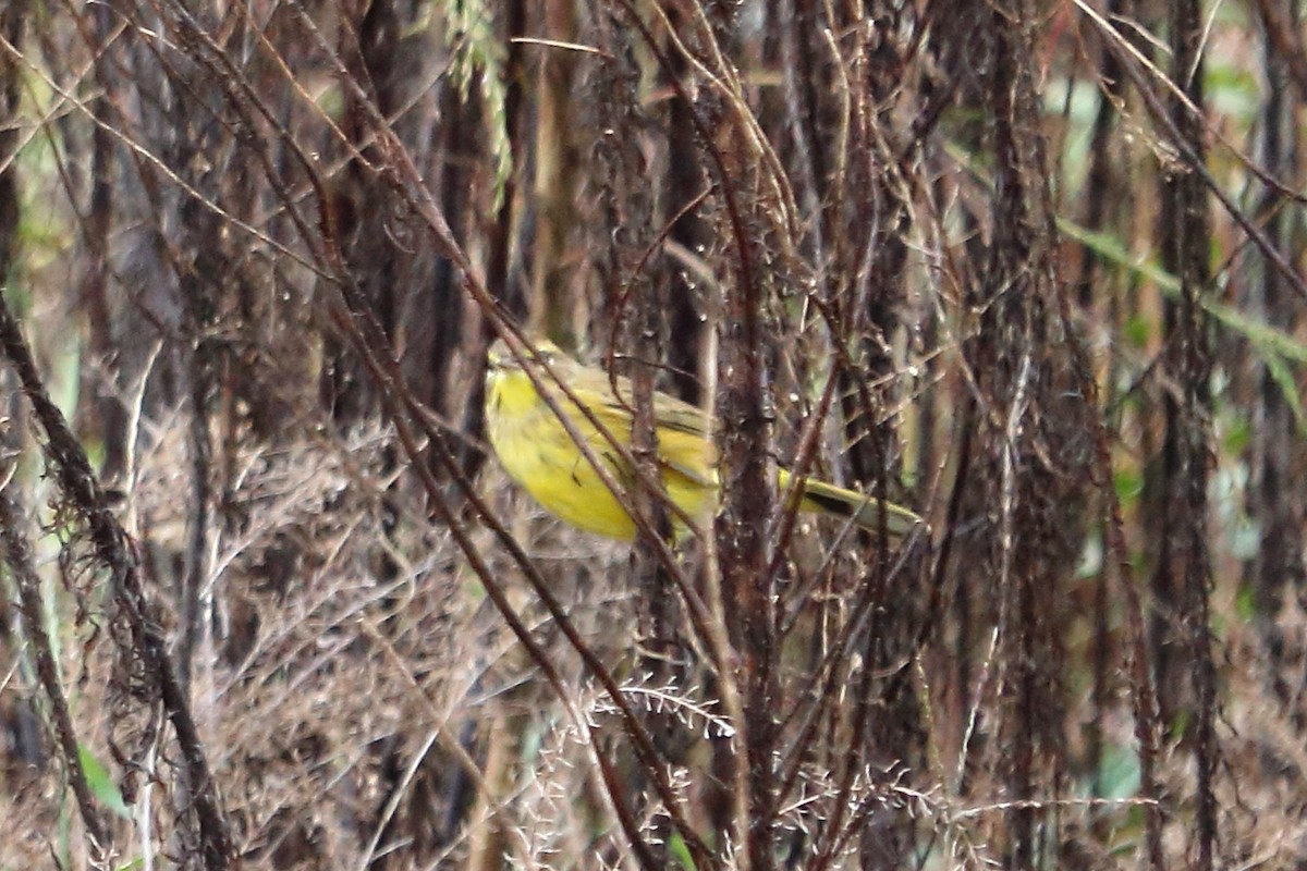 Paruline à couronne rousse - ML74238531